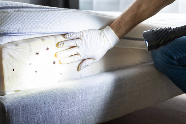 Best Wasp Removal Services  in Alma, GA