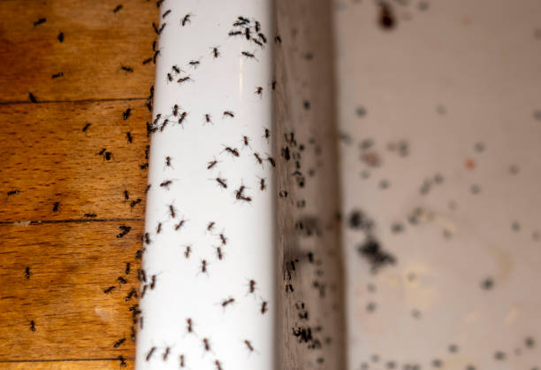 Best Ant Control Services  in Alma, GA
